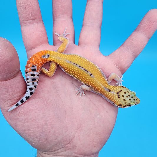 Male Tangerine Cipher