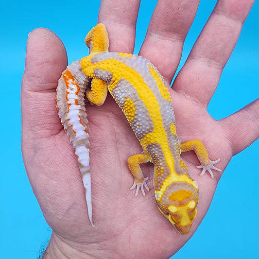 Male Fire Bold Tangerine Bold Halloween Mask Bandit Bell Albino (FREE SHIPPING!)