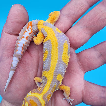 Male Fire Bold Tangerine Bold Halloween Mask Bandit Bell Albino (FREE SHIPPING!)