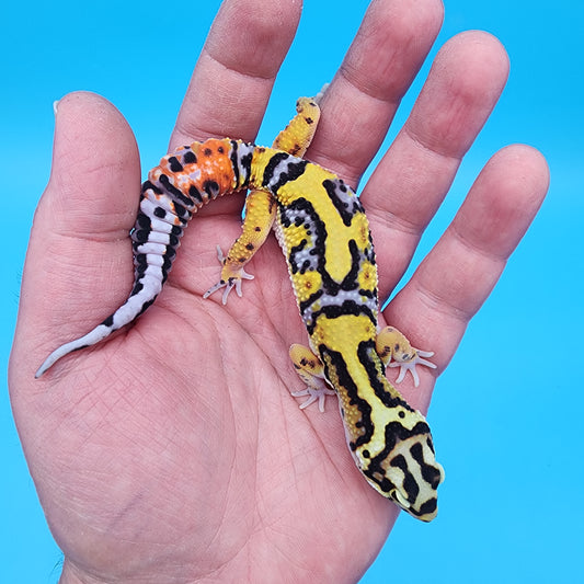 Male Fire Bold Tangerine Bold Halloween Mask Bandit Jungle pos. het Bell Albino