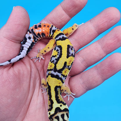 Male Fire Bold Tangerine Bold Halloween Mask Bandit Jungle pos. het Bell Albino