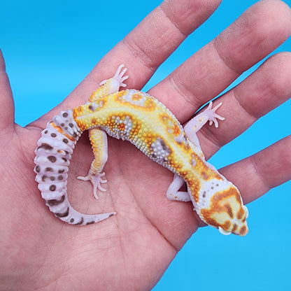 Male Extreme White & Yellow Tangerine Bell Albino 100% het Eclipse (FREE SHIPPING!)