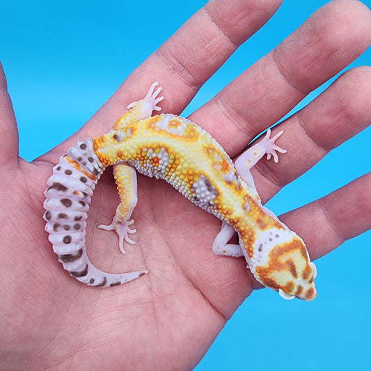 Male Extreme White & Yellow Tangerine Bell Albino 100% het Eclipse (FREE SHIPPING!)
