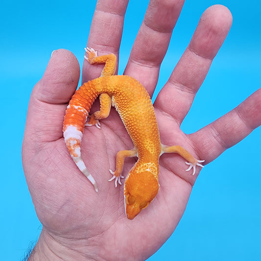 Male Mandarin Inferno Tremper Albino White Lip