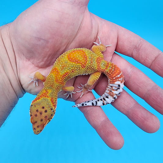 Male Clown