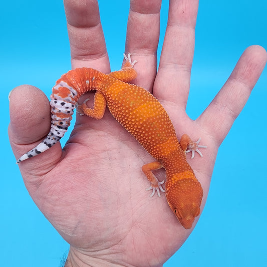 Male Mandarin Inferno Super Hypo (Red Dragon Lineage)