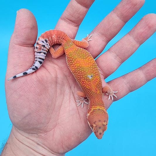 Male Mandarin Inferno Jungle Emerine White Lip (Red Dragon Lineage)