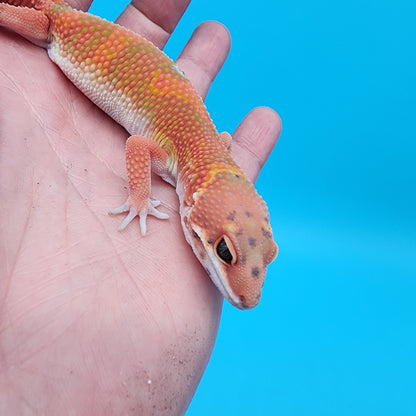 Male Mandarin Inferno Jungle Emerine White Lip (Red Dragon Lineage)