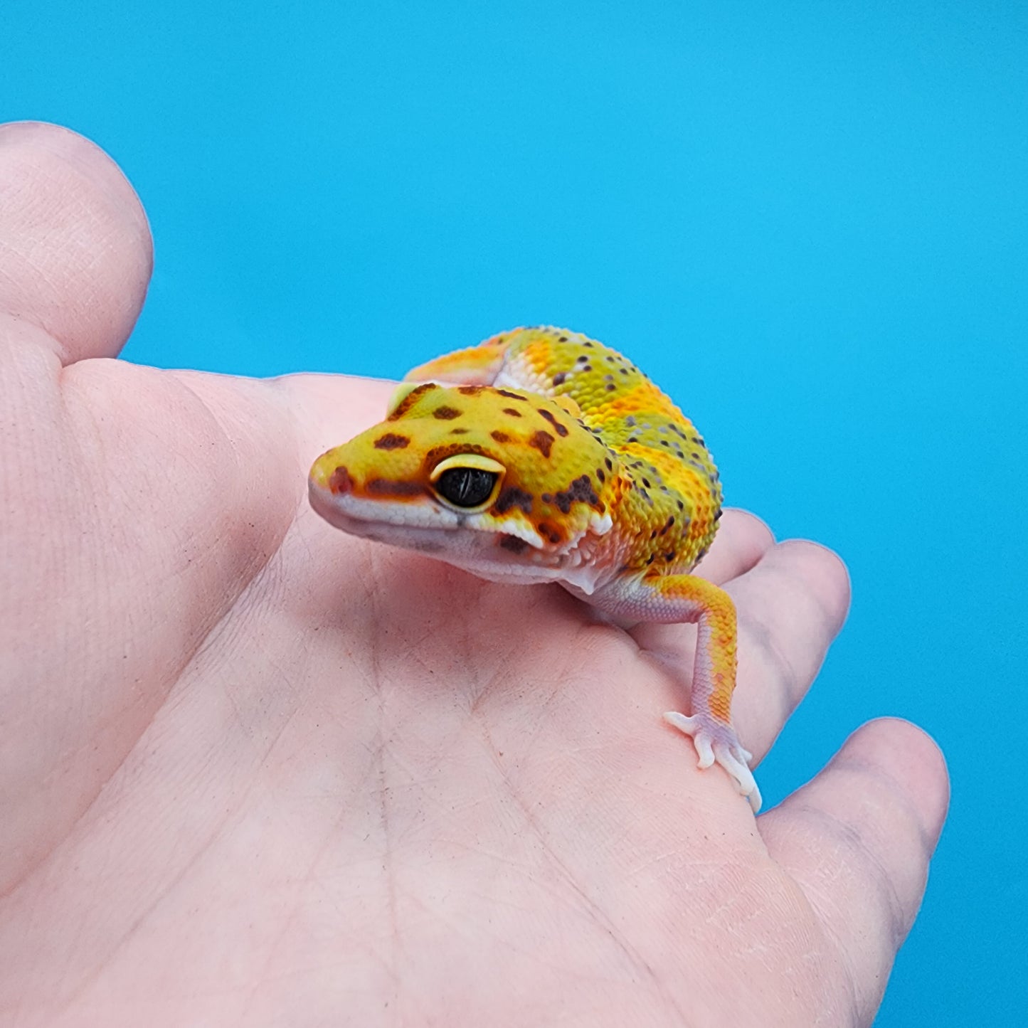 Male Fire Bold Emerine