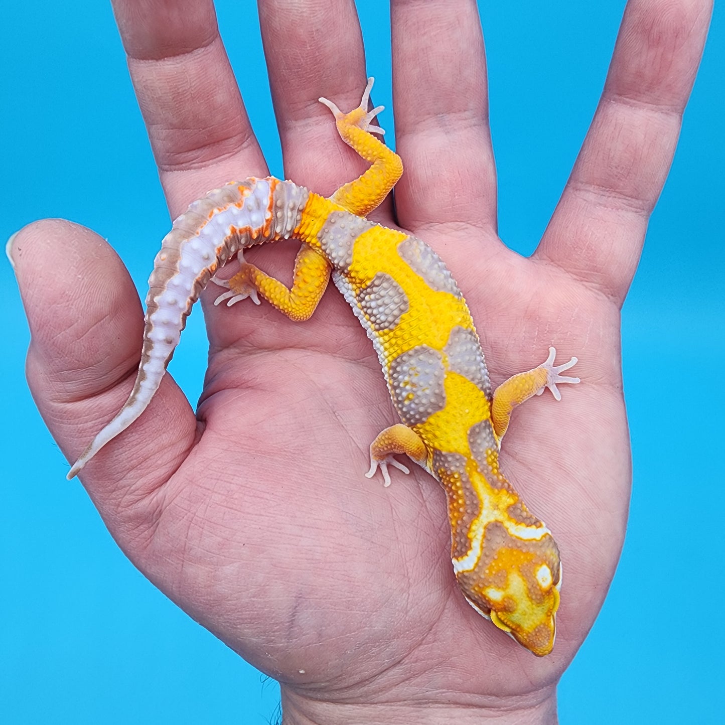 Male Fire Bold Tangerine Bold Halloween Mask Bandit Tremper Albino Owl Eyes (nice tail stripes)