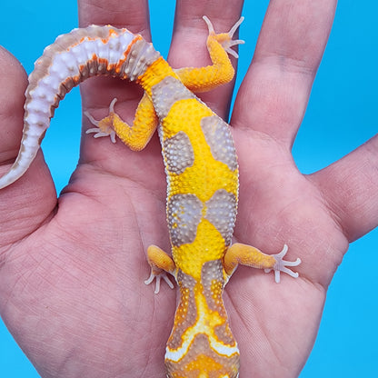 Male Fire Bold Tangerine Bold Halloween Mask Bandit Tremper Albino Owl Eyes (nice tail stripes)