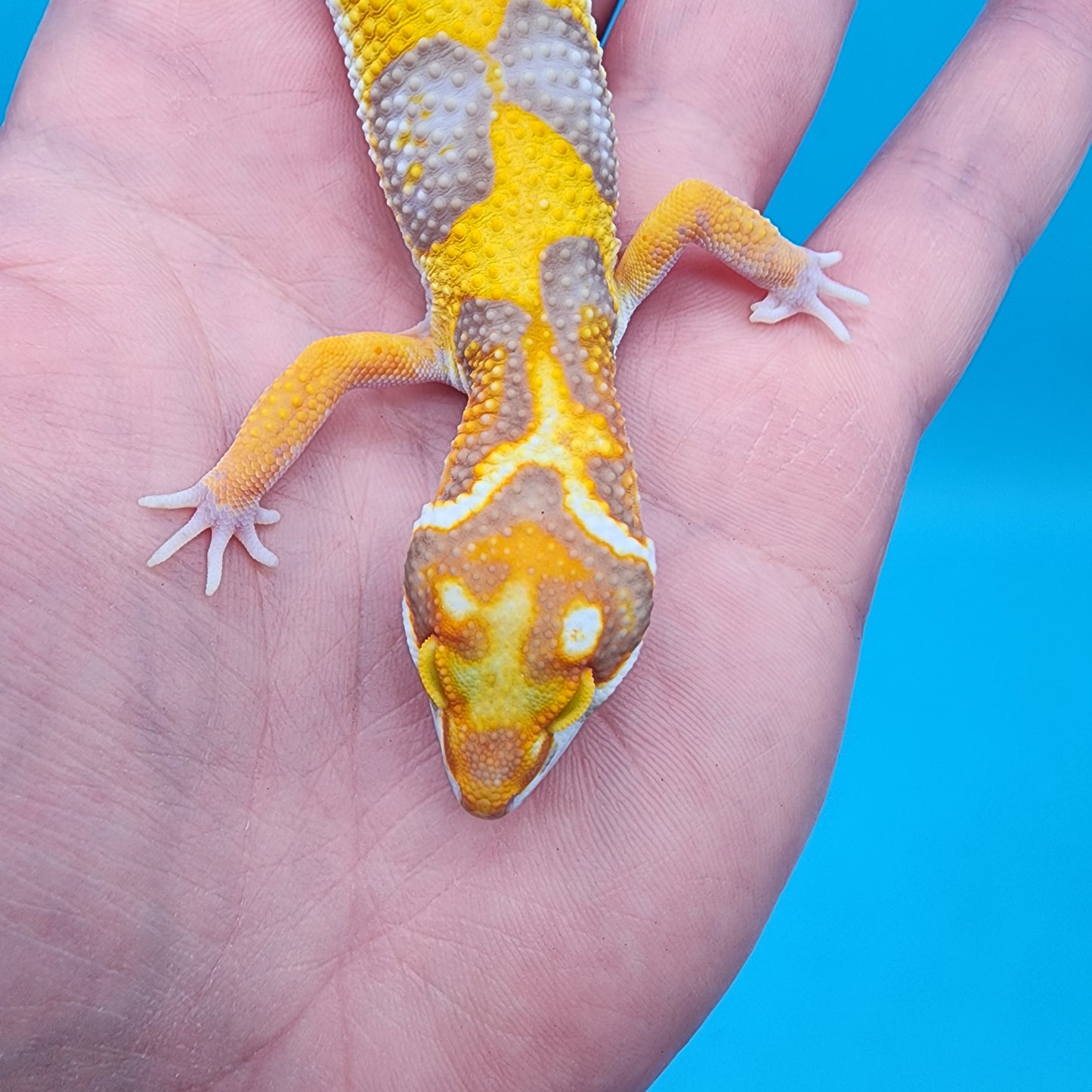 Male Fire Bold Tangerine Bold Halloween Mask Bandit Tremper Albino Owl Eyes (nice tail stripes)