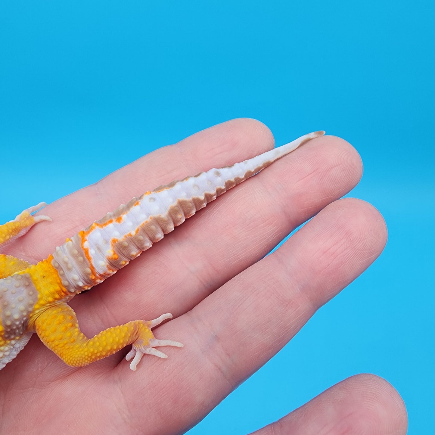 Male Fire Bold Tangerine Bold Halloween Mask Bandit Tremper Albino Owl Eyes (nice tail stripes)