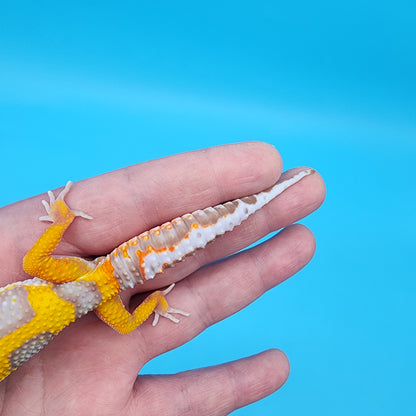 Male Fire Bold Tangerine Bold Halloween Mask Bandit Tremper Albino Owl Eyes (nice tail stripes)