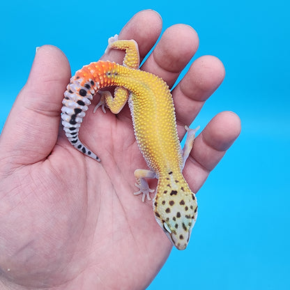 Female Tangerine Cipher