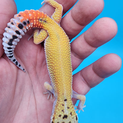 Female Tangerine Cipher