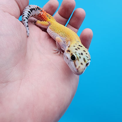 Female Tangerine Cipher