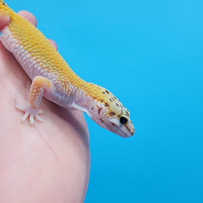 Female Tangerine Cipher