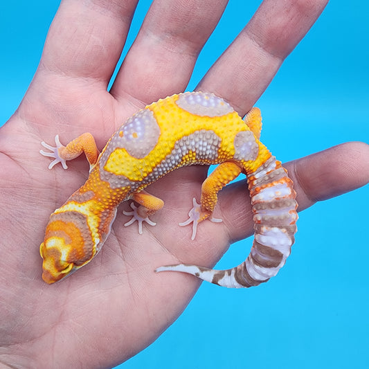 Male Tangerine Bold Halloween Mask Bandit Jungle Tremper Albino