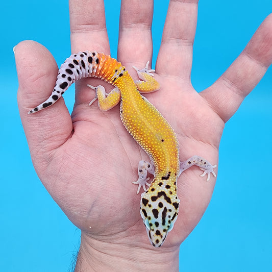 Female Tangerine Cipher