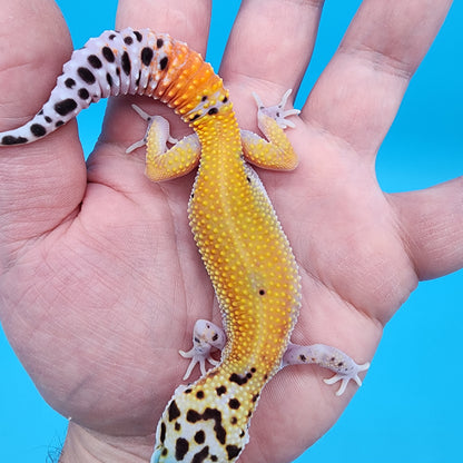 Female Tangerine Cipher