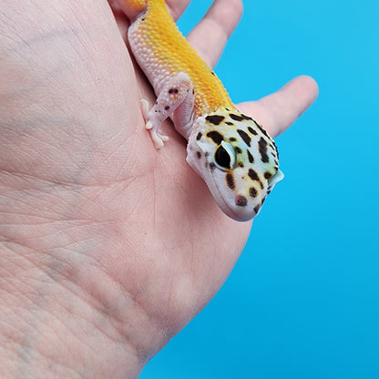 Female Tangerine Cipher