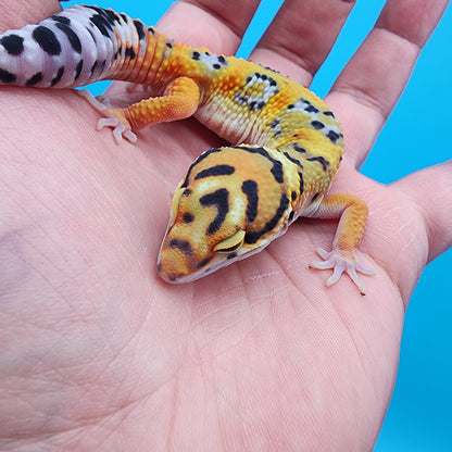 Male Tangerine Bold Halloween Mask Bandit Jungle