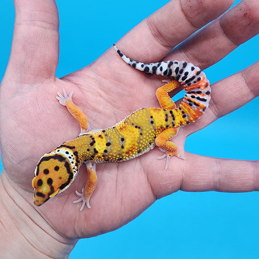 Male Tangerine Bold Bandit Emerine