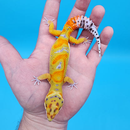 Male Clown pos. het Bell Albino