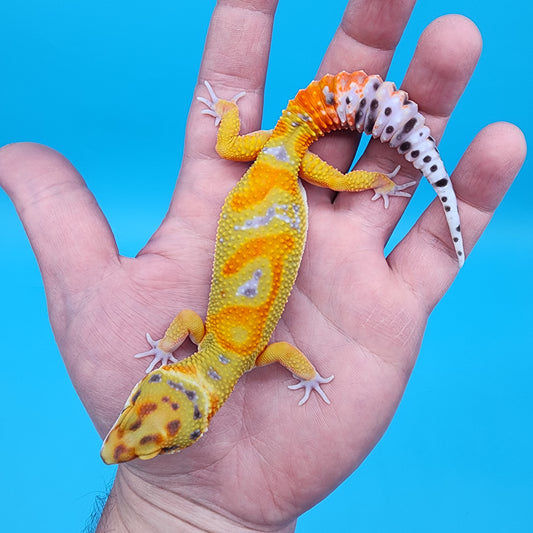 Male Clown pos. het Bell Albino