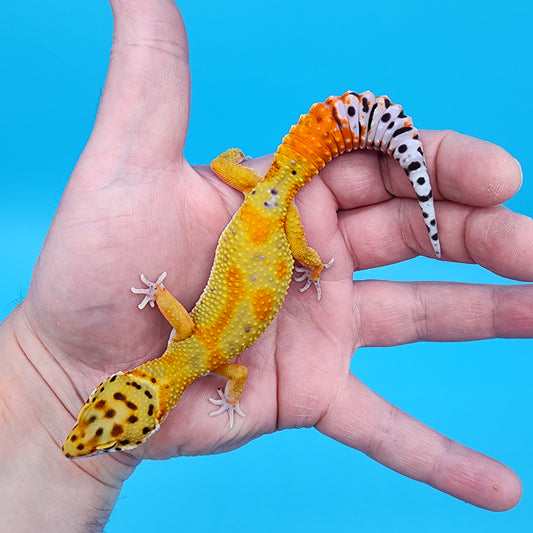 Female Clown pos. het Tremper Albino