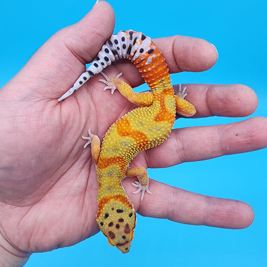 Male Clown pos. het Tremper Albino