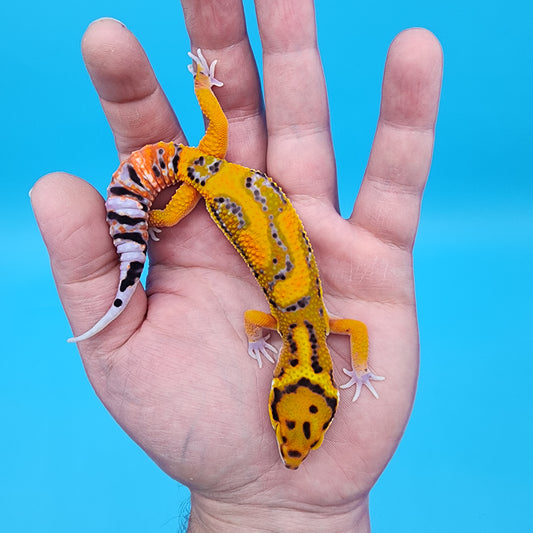 Male Tangerine Bold Bandit Extreme Jungle pos. het Tremper Albino