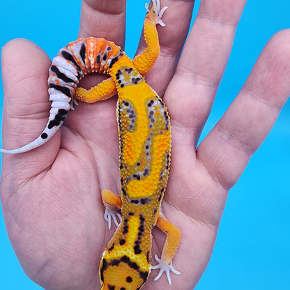 Male Tangerine Bold Bandit Extreme Jungle pos. het Tremper Albino