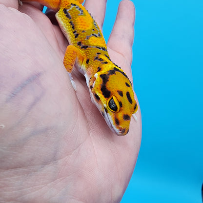 Male Tangerine Bold Bandit Extreme Jungle pos. het Tremper Albino