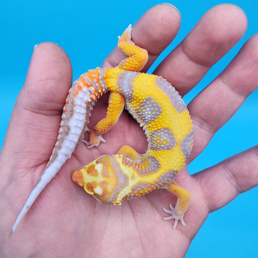 Male Fire Bold Tangerine Bold Halloween Mask Bandit Tremper Albino Owl Eyes (nice tail stripes)