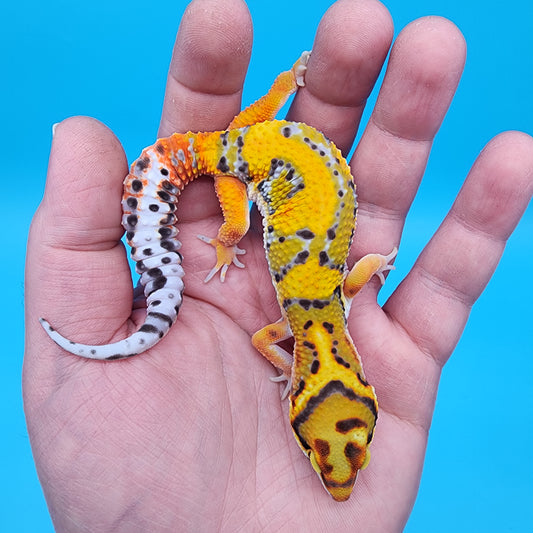 Male Fire Bold Tangerine Bold Bandit pos. het Tremper Albino (large necklace)