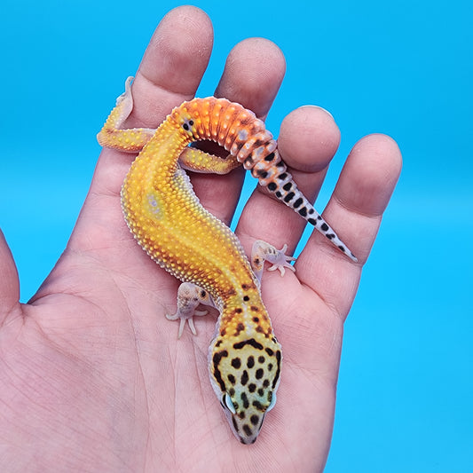 Male Tangerine Cipher