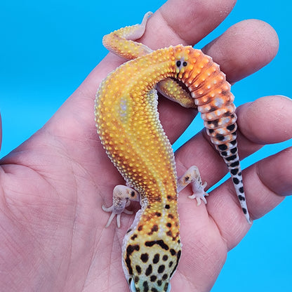Male Tangerine Cipher