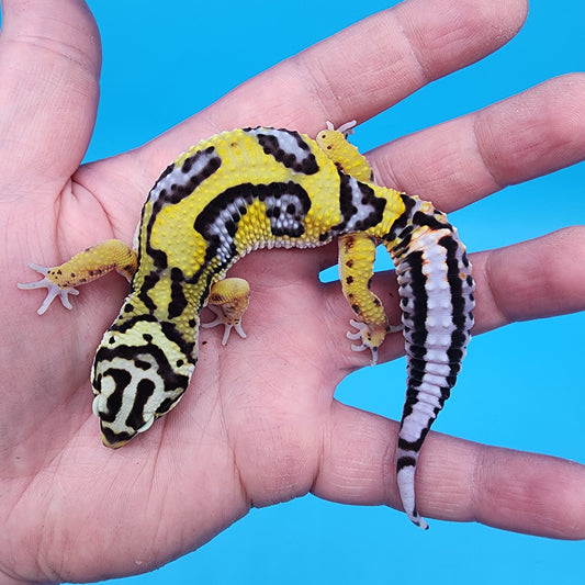 Male Fire Bold Tangerine Bold Halloween Mask Bandit Jungle pos. het Tremper Albino (nice tail stripes!)