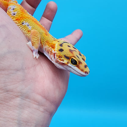 Male Clown pos. het Bell Albino
