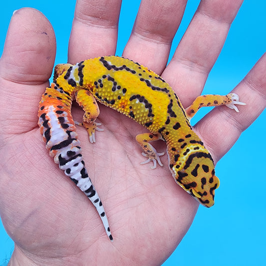Male Tangerine Bold Jungle