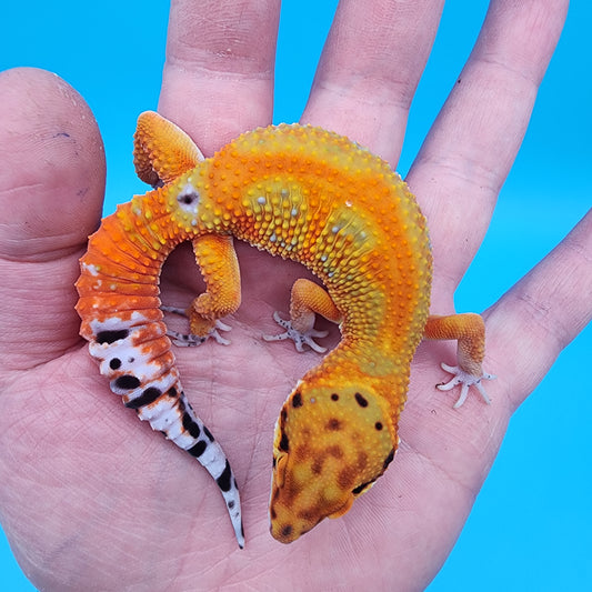 Male Clown