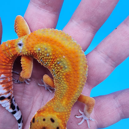 Male Clown