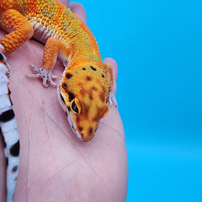 Male Clown