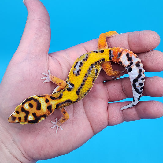Male Tangerine Bold Halloween Mask Bandit Jungle pos het Tremper Albino Owl Eyes (Snorkel Head Stamp)