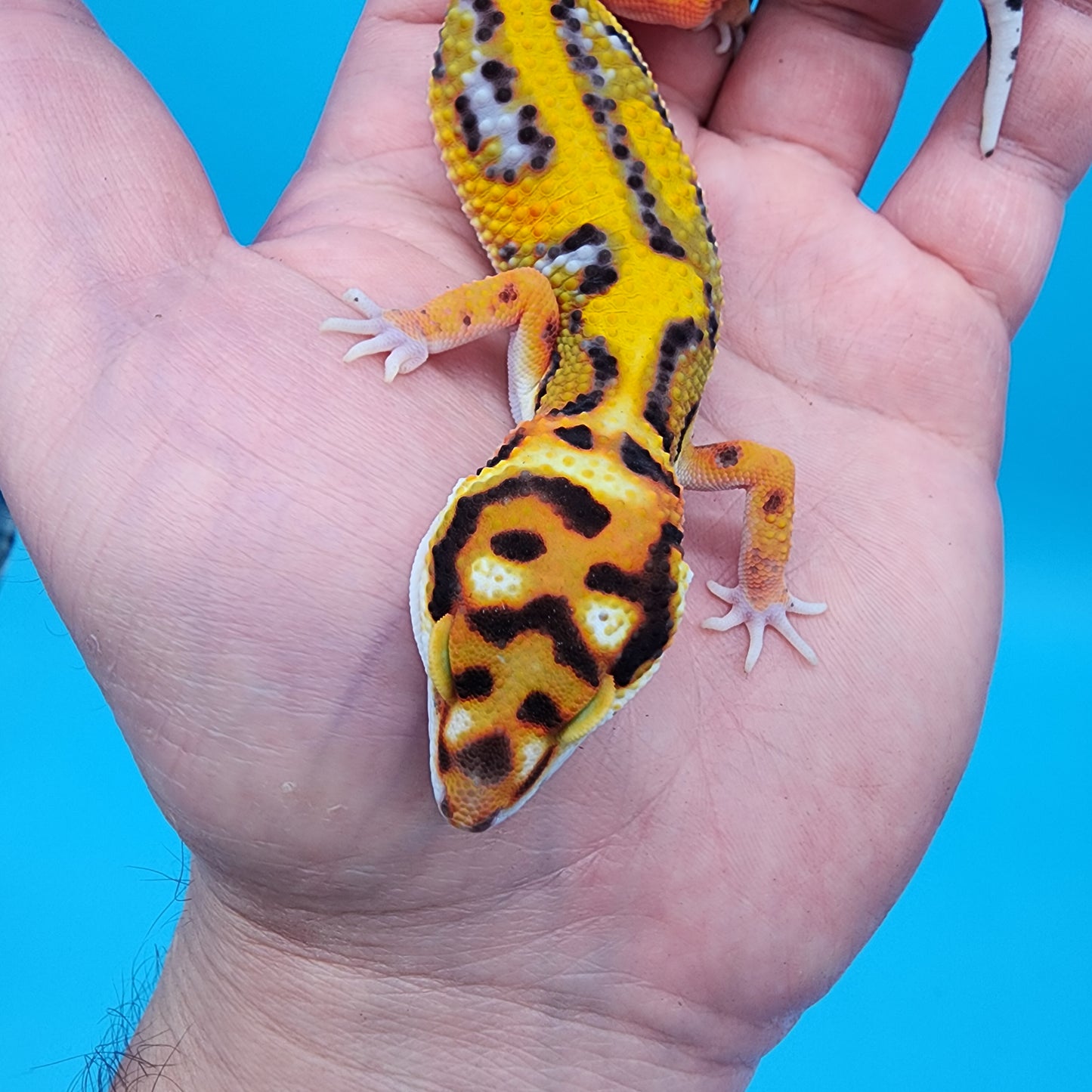 Male Tangerine Bold Halloween Mask Bandit Jungle pos het Tremper Albino Owl Eyes (Snorkel Head Stamp)