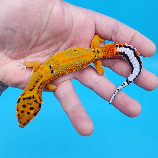 Male Tangerine Bold Emerine Jungle (nice tail stripes!)