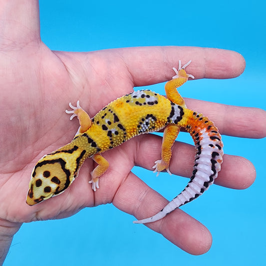 Male Fire Bold Tangerine Bold pos. het Tremper (large necklace)