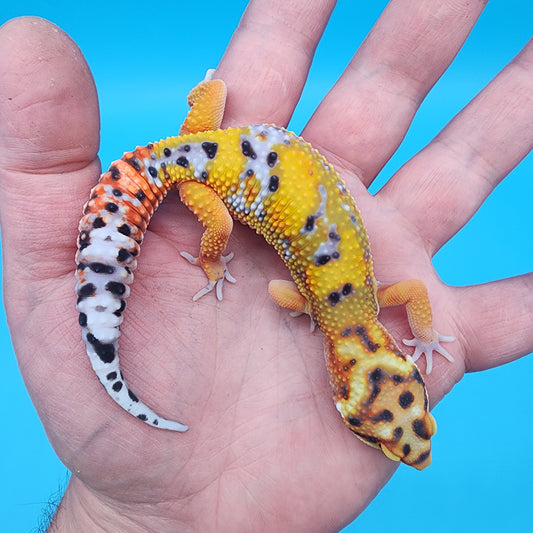 Male Tangerine Bold Bandit Emerine (large necklace)